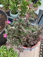 Vaste tuin plant met pot €7, Tuin en Terras, Planten | Tuinplanten, Ophalen, Bloeit niet, Overige soorten, Halfschaduw