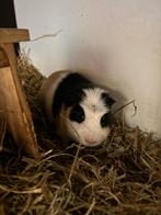 Wie heeft mijn forever home, Dieren en Toebehoren, Mannelijk, Cavia, Voor 1 juli 2024