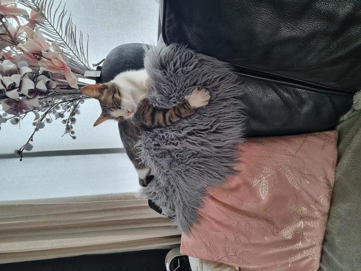 Simba, Dieren en Toebehoren, Katten en Kittens | Overige Katten, Kater