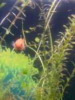 3 vrouw gup, Dieren en Toebehoren, Vissen | Aquariumvissen, Vis