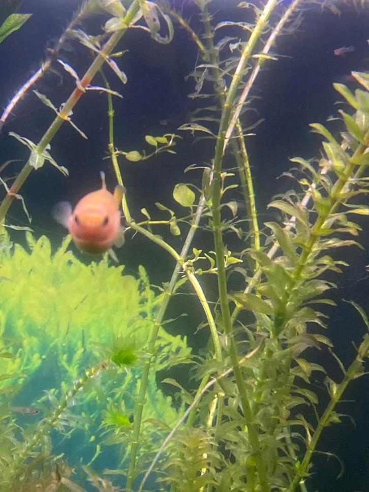 3 vrouw gup, Dieren en Toebehoren, Vissen | Aquariumvissen, Vis