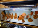 Discus vissen, Dieren en Toebehoren, Vis, Zoetwatervis, Schoolvis