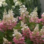 Pluimhortensia {Hydrangea Paniculata Pinky Winky}, Tuin en Terras, Planten | Tuinplanten, Halfschaduw, Zomer, Overige soorten