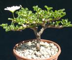 Caudex Sarcocaulon vanderietiae (Monsonia vanderietiae, Overige soorten, Ophalen of Verzenden, In pot, Minder dan 100 cm