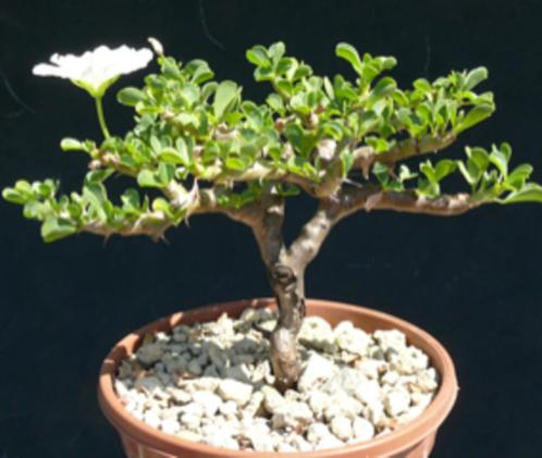Caudex Sarcocaulon vanderietiae (Monsonia vanderietiae, Huis en Inrichting, Kamerplanten, Overige soorten, Minder dan 100 cm, Bloeiende kamerplant