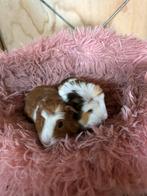 Jonge cavia’s, Dieren en Toebehoren, Meerdere dieren, Cavia, Na 1 juli 2024