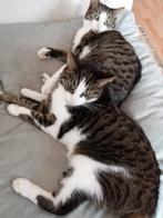 Mooie katten, Meerdere dieren