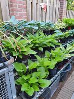 div soorten hosta's, Ophalen, Zomer, Overige soorten, Halfschaduw