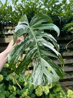 Monstera Variagata Albo laatste tussenstekken, Ophalen, Overige soorten, Minder dan 100 cm