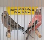 Koppel bourke parkieten wildkleur x roze, Dieren en Toebehoren, Vogels | Parkieten en Papegaaien, Meerdere dieren, Parkiet