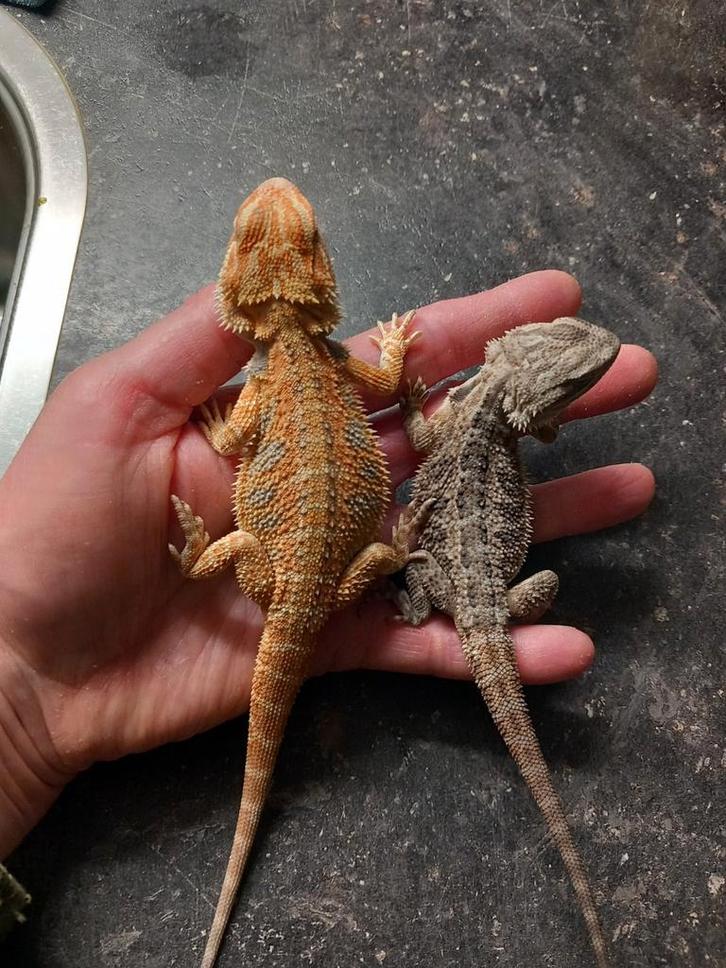 Nog 2 Prachtige baardagaam vrouwtjes beschikbaar!