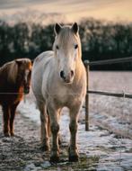 Sprookjespaard Billie, Dieren en Toebehoren, Pony's, Ruin, Recreatiepony