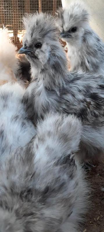 Prachtige USA zijdehoen haantje  haan splash of blauw  beschikbaar voor biedingen