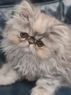 Pers kitten, Poes