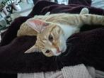 Gratis afhalen kitten, Dieren en Toebehoren, Katten en Kittens | Overige Katten, Kater, 0 tot 2 jaar