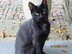Katje, Poesje, Zwerfkat, aan komen lopen, Dieren en Toebehoren, Katten en Kittens | Overige Katten, Poes