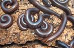 Archispirostreptus gigas miljoenpoot millipedes, Dieren en Toebehoren