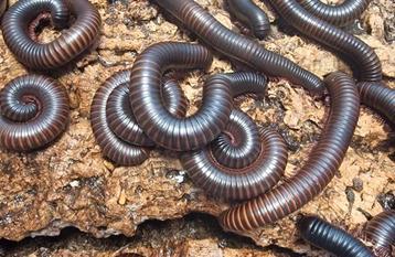 Archispirostreptus gigas miljoenpoot millipedes beschikbaar voor biedingen