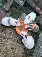 Kleurdwergen, Dieren en Toebehoren, Konijnen, Meerdere dieren, Klein, 0 tot 2 jaar