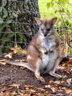 Parma wallaby man kangoeroe, Dieren en Toebehoren, Overige Dieren, April, Mannelijk