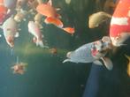 Koi karper, Dieren en Toebehoren, Vissen | Vijvervissen, Karper of Koi
