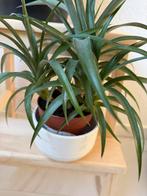 Diverse huisplanten incl. citroen- en ananasboom, Huis en Inrichting, Ophalen, Fruitplant, Halfschaduw, In pot