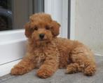 * Raszuivere Toypoedel en dwergpoedel puppy's *, Poedel, België, Particulier, 8 tot 15 weken