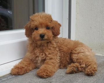 * Raszuivere Toypoedel en dwergpoedel puppy's * beschikbaar voor biedingen