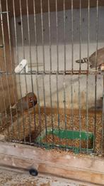 Zebravinken, Meerdere dieren