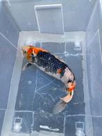 Koi karper vissen & goudvis, Dieren en Toebehoren, Vissen | Vijvervissen, Karper of Koi