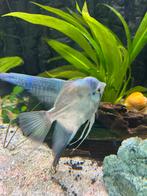 Maanvis white/ blue, Vis