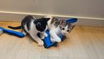 Twee kittens (katers) Europese korthaar, Kater