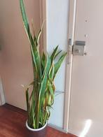 kamerplant Sanseveria inclusief de bloempot, Huis en Inrichting, Kamerplanten, Ophalen, Overige soorten