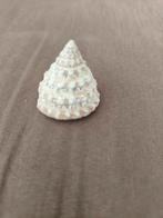 Schelp miniatuur van aardewerk, Ophalen of Verzenden, Gebruikt