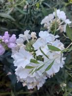 Phlox paniculata wit, Tuin en Terras, Ophalen, Zomer, Vaste plant, Volle zon