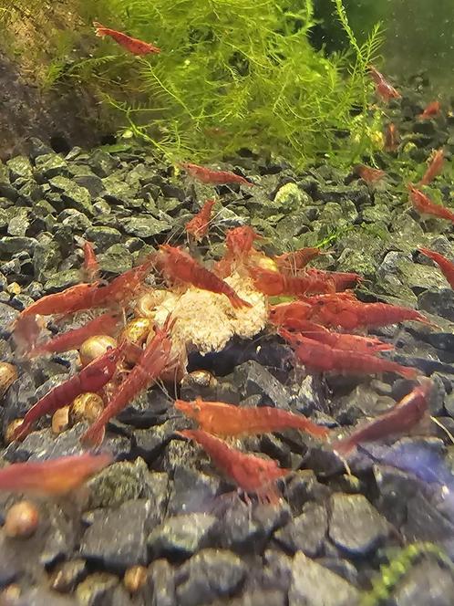 Vuurgarnalen, Dieren en Toebehoren, Vissen | Aquariumvissen, Zoetwatervis, Vis, Schoolvis