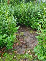 LAURIERSTRUIKEN, Tuin en Terras, Planten | Struiken en Hagen, Ophalen of Verzenden, Laurier, Struik, 100 tot 250 cm