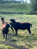 Zwartbles stamboek dekram, Dieren en Toebehoren, Mannelijk, Schaap