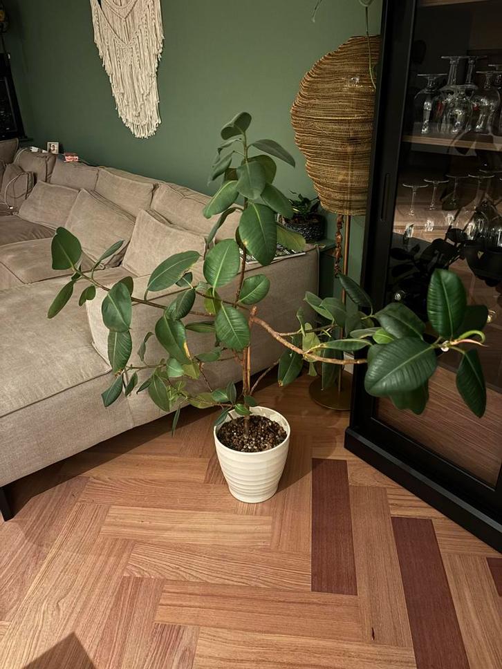 Ficus Elastica in pot, Huis en Inrichting, Kamerplanten, Ficus, 100 tot 150 cm, Groene kamerplant, Halfschaduw, In pot, Ophalen of Verzenden