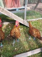 5 Sebright haantjes, Dieren en Toebehoren, Pluimvee, Mannelijk, Kip