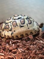 3x Panter schildpadden. CB 2024, Dieren en Toebehoren, Schildpad, Tam, 0 tot 2 jaar