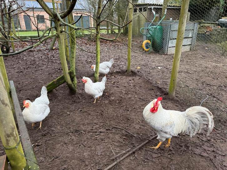 opal lavender legbar( 3e variant craemlegbar reserveren 2026, Dieren en Toebehoren, Pluimvee, Kip, Meerdere dieren