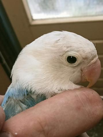Prachtige piep jonge agapornis fisheri opaline euwing turq beschikbaar voor biedingen