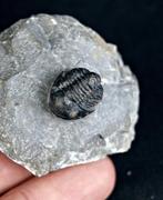 Trilobiet fossiel op steen, Ophalen of Verzenden, Fossiel