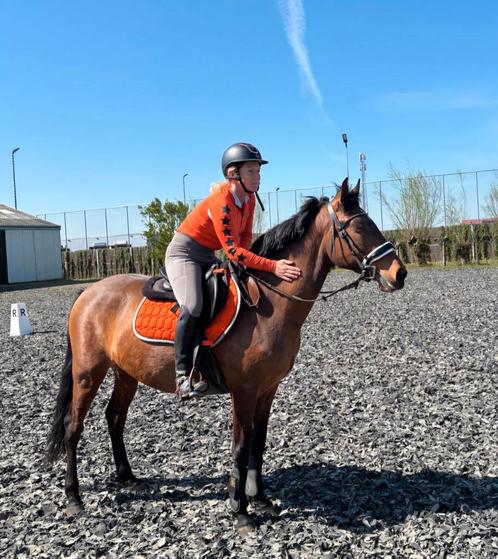 Zeer knappe D pony (ruin), Dieren en Toebehoren, Paarden, Ruin, B, Minder dan 160 cm, 7 tot 10 jaar, Recreatiepaard, Gechipt, Ontwormd