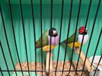 Gouldsamadine, Dieren en Toebehoren, Vogels | Overige Vogels, Meerdere dieren