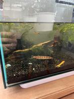 Superfish home 65 aquarium compleet, Ophalen of Verzenden, Zo goed als nieuw, Gevuld zoetwateraquarium