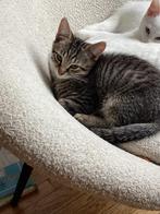 Tabby cyperse gestreepte kitten zoekt gouden mandje!, Poes, Kortharig, 0 tot 2 jaar