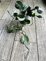 SCINDAPSUS JADE SATIN ALBO VAR. PLANT GEEN STEKJES, Ophalen of Verzenden, Groenteplant, Halfschaduw, Minder dan 100 cm