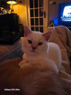 100% zuiver Britsekorthaar kitten 🩵 volledig 💉 en gechipt, Dieren en Toebehoren, Katten en Kittens | Raskatten | Korthaar, Gechipt